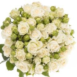 Rose verzweigt weiss Bridal Flow 6+Blüte 60cm