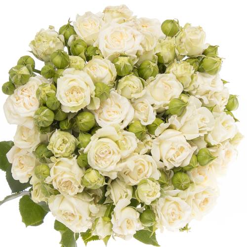 Rose verzweigt weiss Bridal Flow 6+Blüte 60cm