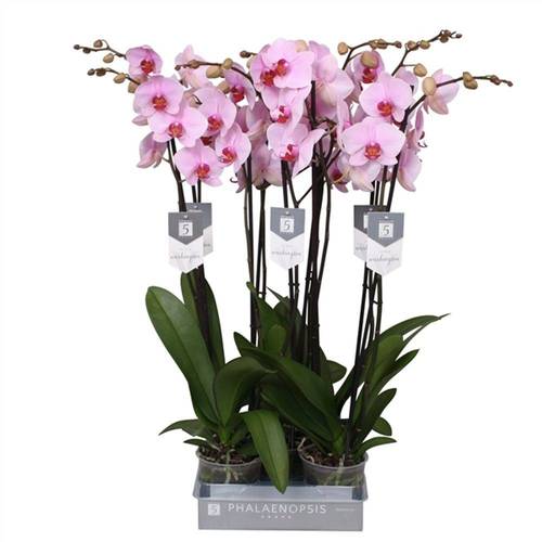 Phal.2-R rosa Washington T12 H060