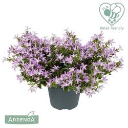 Campanula lila Adansa Pink T15 H025
