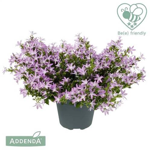 Campanula lila Adansa Pink T15 H025