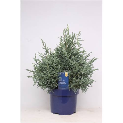 Cham.Pisifera Baby Blue T23 H45