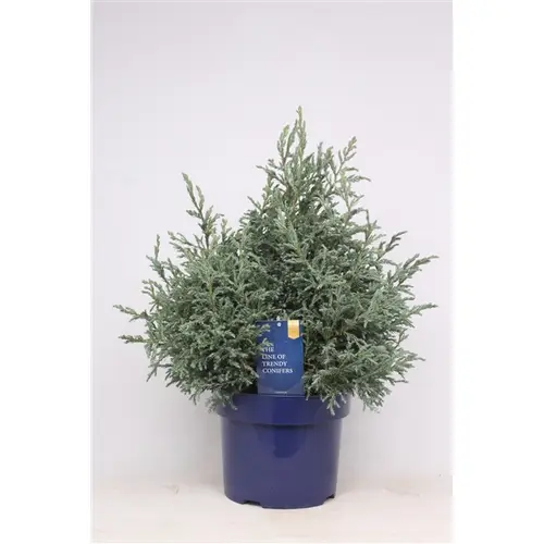 Cham.Pisifera Baby Blue T23 H45
