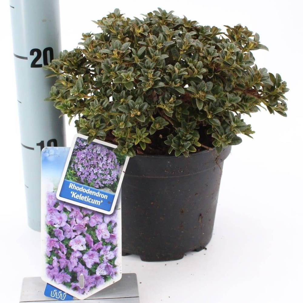 Rhododendron Keleticum T17 H25