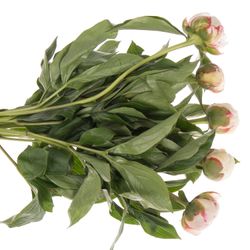 Pfingstrose rosa Nicholls 40cm