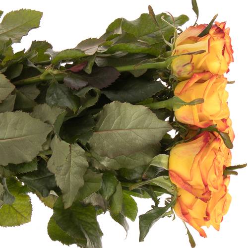 Rose orange/gelb Catalunya 80cm