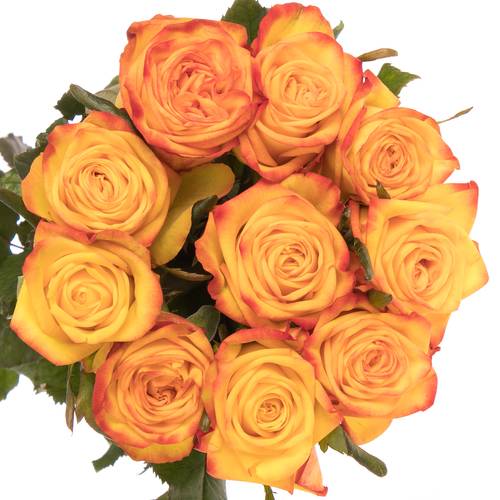 Rose orange/gelb Catalunya 80cm