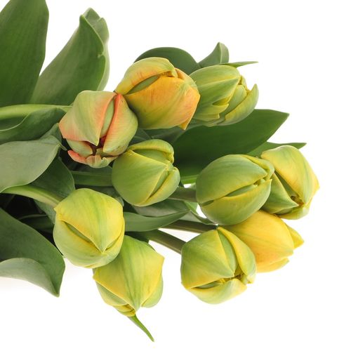 Franz.gelb doppel 40 Gramm 40cm