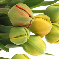 Franz.gelb doppel 40 Gramm 40cm