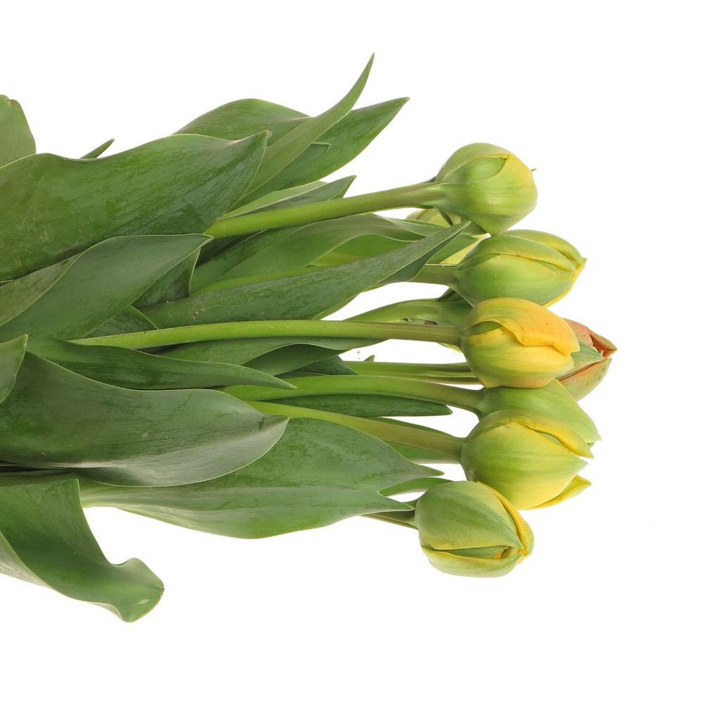 Franz.gelb doppel 40 Gramm 40cm