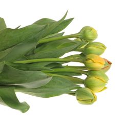 Franz.gelb doppel 40 Gramm 40cm