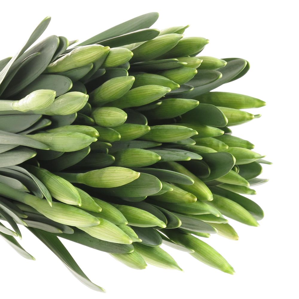 Narcis weiss Wedding 40cm