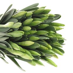 Narcis weiss Wedding 40cm