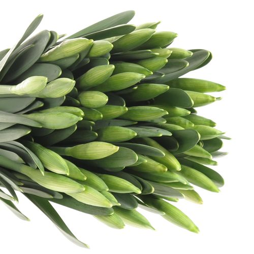 Narcis weiss Wedding 40cm