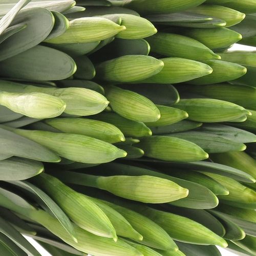 Narcis weiss Wedding 40cm