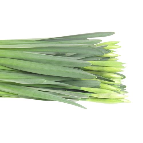 Narcis weiss Wedding 40cm