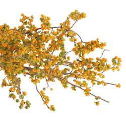 Celastrus orange 50cm