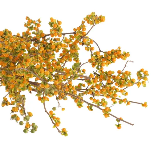 Celastrus orange 50cm