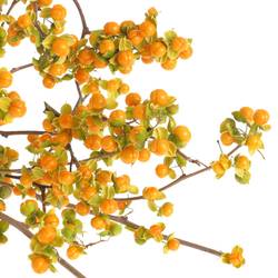 Celastrus orange 50cm