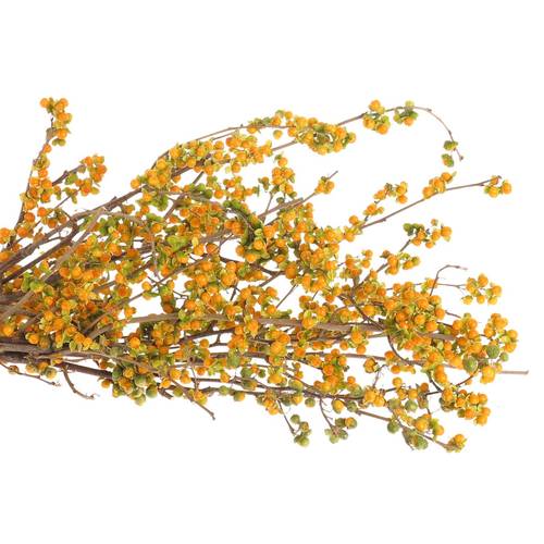 Celastrus orange 50cm