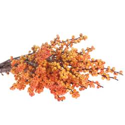 Ilex orange Cresgold 45cm