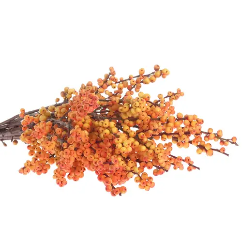 Ilex orange Cresgold 45cm