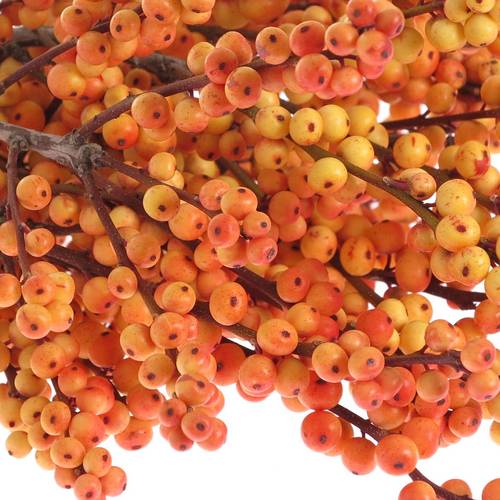 Ilex orange Cresgold 45cm