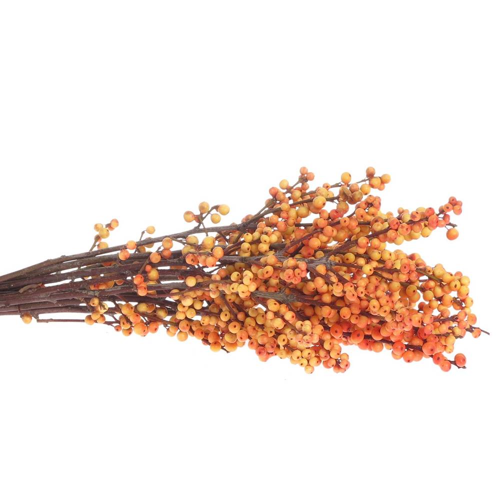 Ilex orange Cresgold 45cm