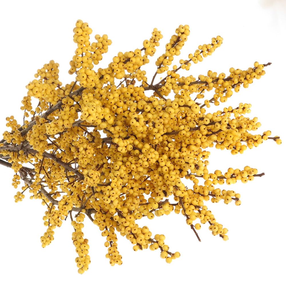 Ilex gelb Citronella 80cm