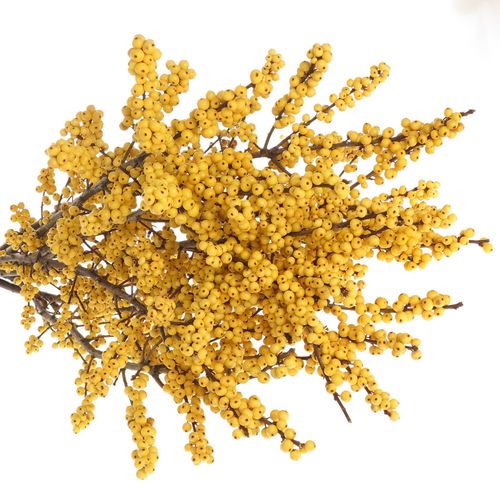 Ilex gelb Citronella 80cm