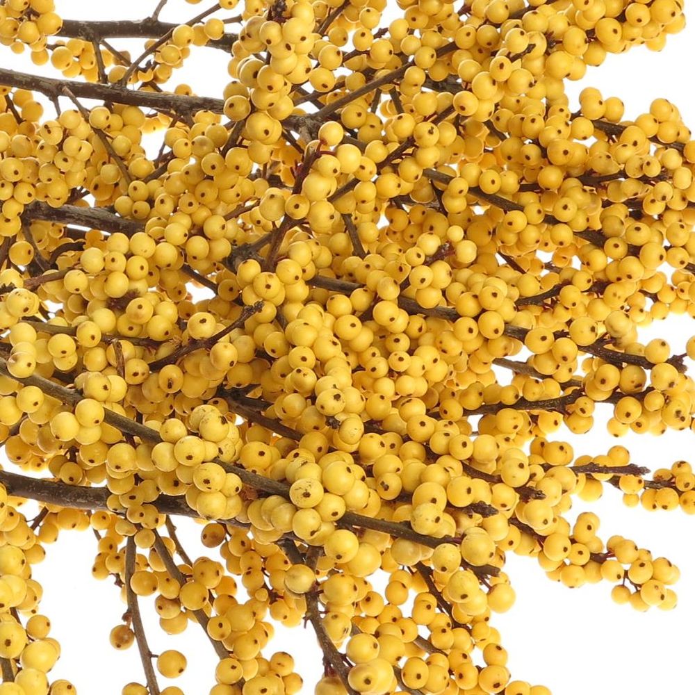 Ilex gelb Citronella 80cm