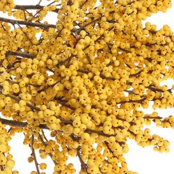 Ilex gelb Citronella 80cm