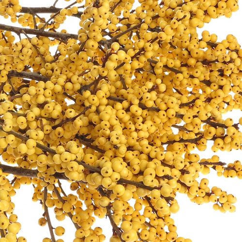 Ilex gelb Citronella 80cm