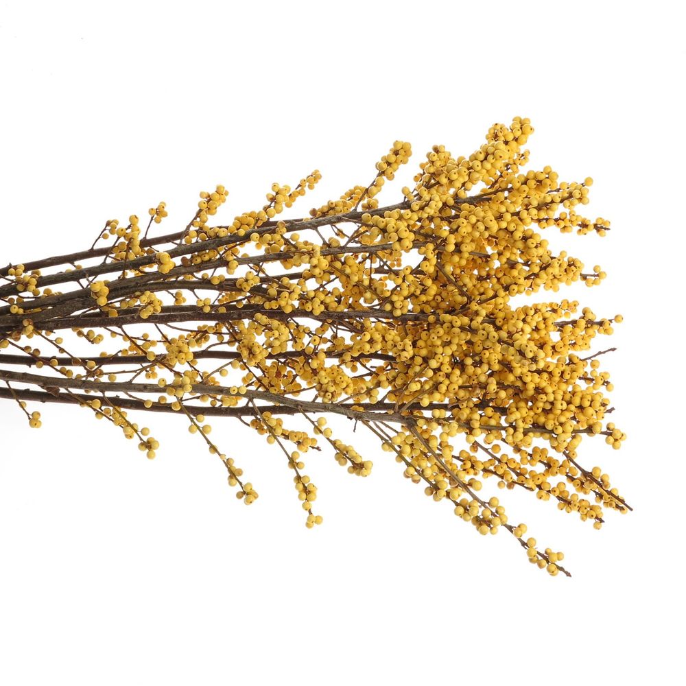 Ilex gelb Citronella 80cm