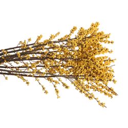 Ilex gelb Citronella 80cm