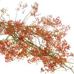 Hagebutte orange Corallo 100cm Ohne Dorn