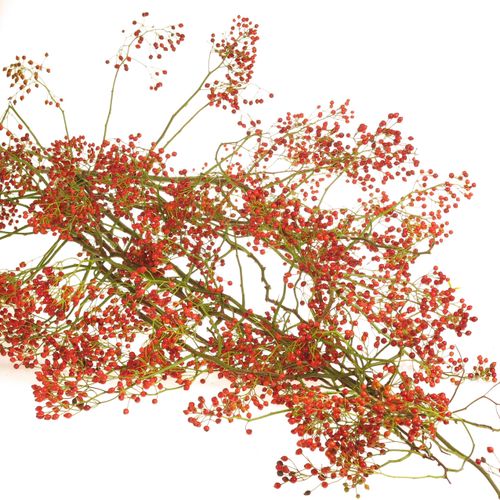 Hagebutte orange Corallo 100cm Ohne Dorn