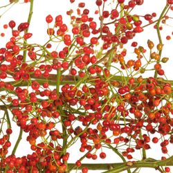 Hagebutte orange Corallo 100cm Ohne Dorn