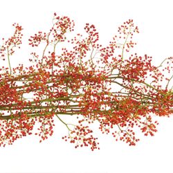 Hagebutte orange Corallo 100cm Ohne Dorn