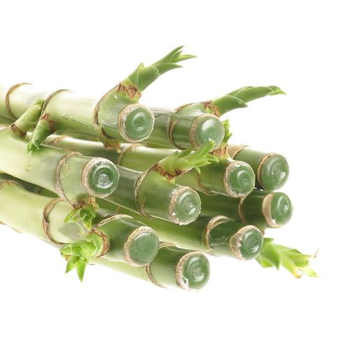 Jungle Bamboe dunkel grün/grün Stehend 90cm
