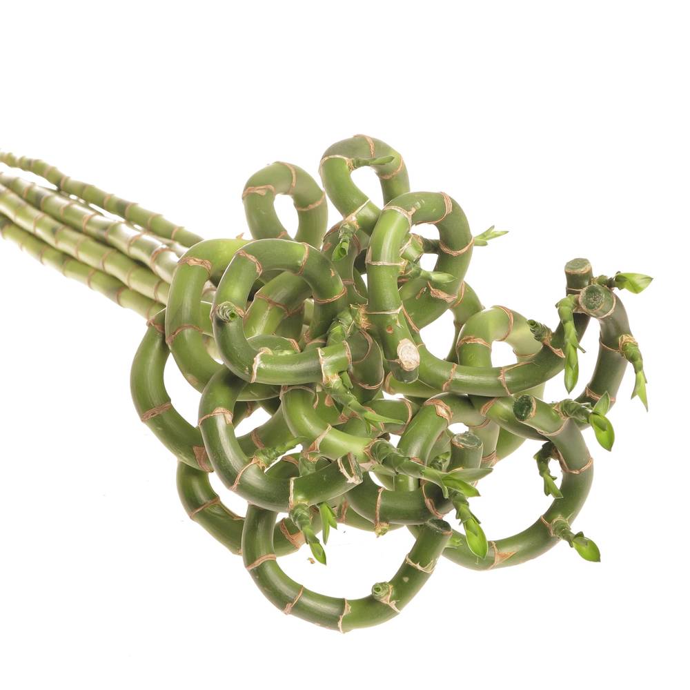 Jungle Bamboe dunkel grün/grün Lucky 40cm