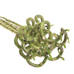 Jungle Bamboe dunkel grün/grün Lucky 40cm