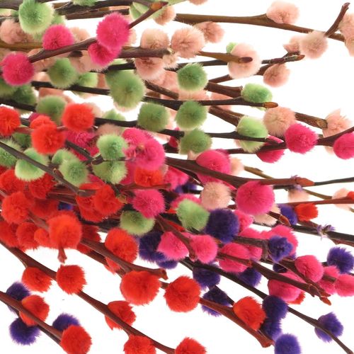 Kätzchen mix gefärbt 50cm