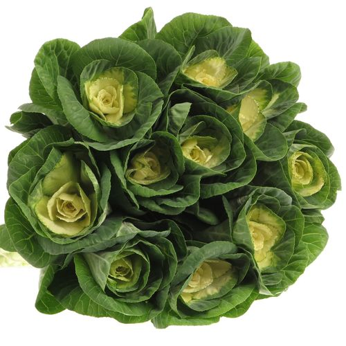 Zierkohl grün/creme 50cm