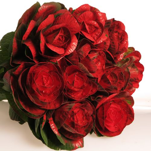 Zierkohl rot    70cm
