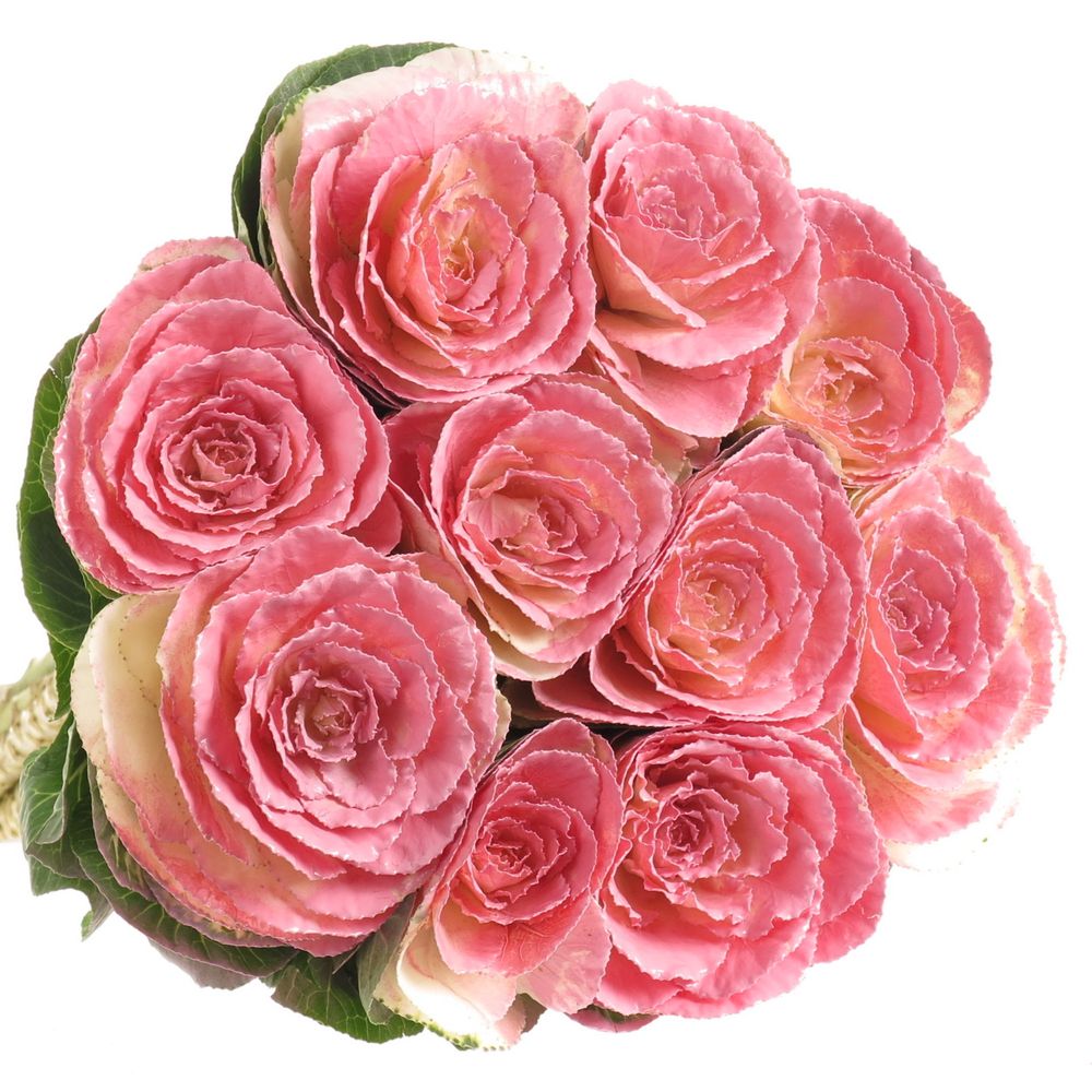 Zierkohl rosa gefärbt 60cm