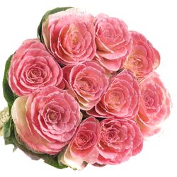 Zierkohl rosa gefärbt 60cm
