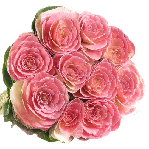 Zierkohl rosa gefärbt 60cm