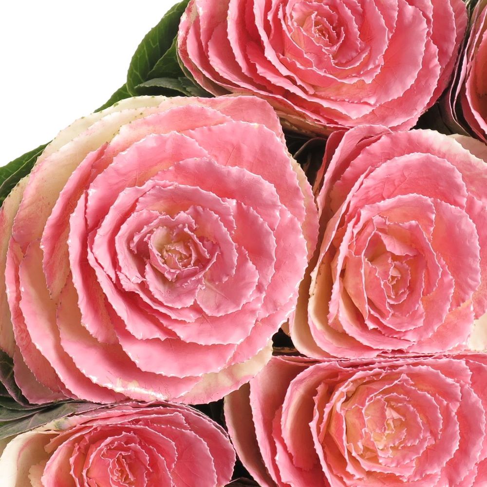 Zierkohl rosa gefärbt 60cm