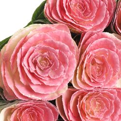 Zierkohl rosa gefärbt 60cm